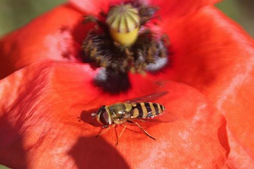 Syrphus sp.